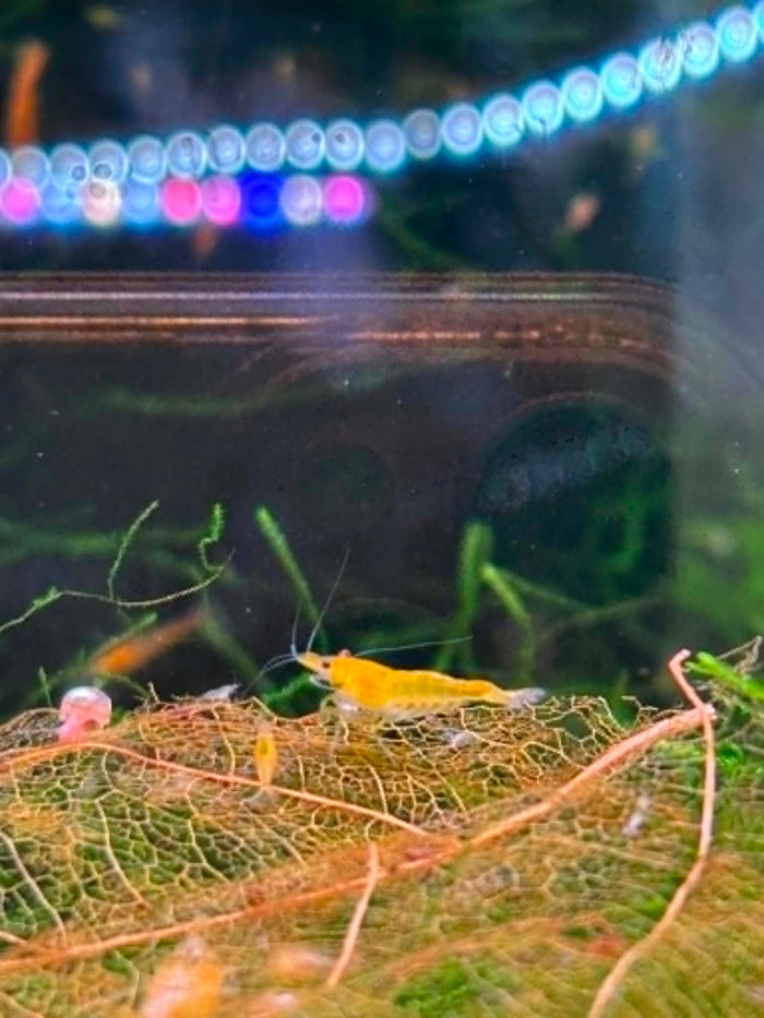 FSG Colour Shrimp Pack