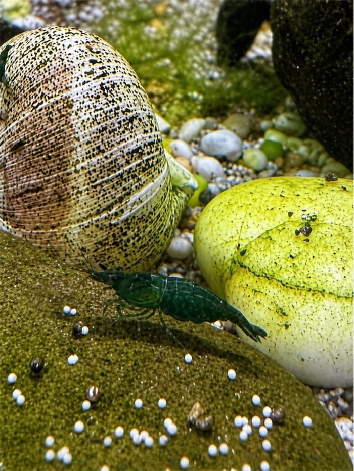 Green Diamond Shrimp