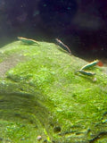 Green Jade Shrimp