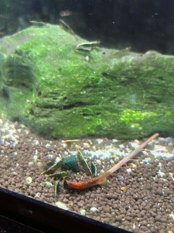 Green Jade Shrimp