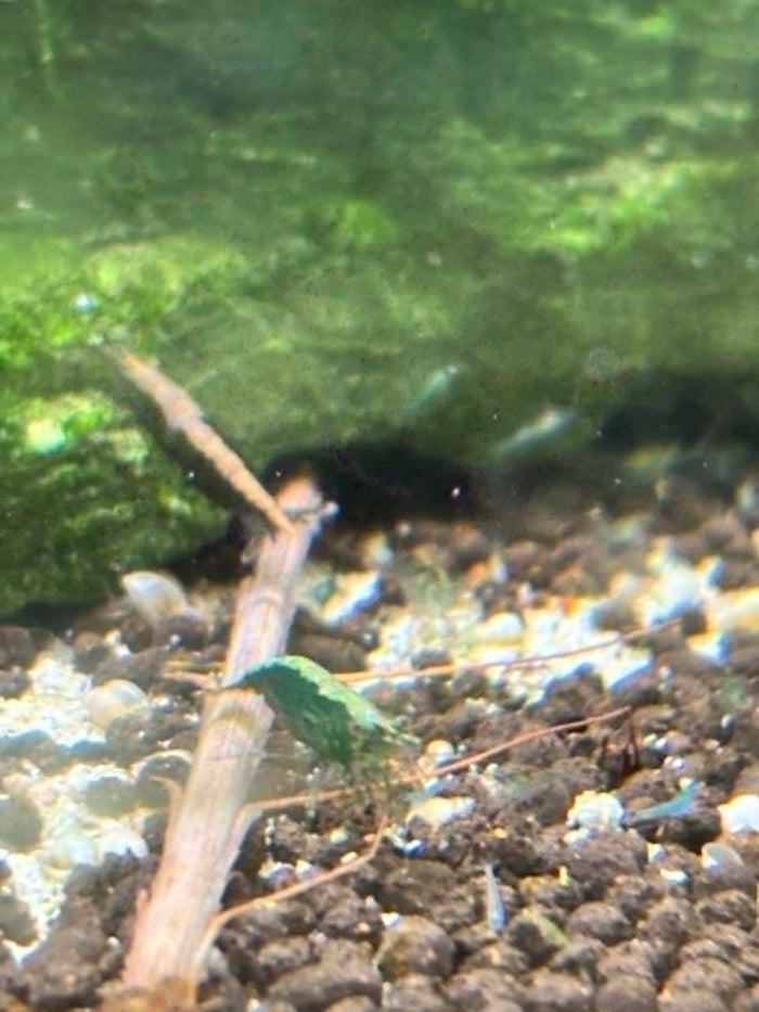 Green Jade Shrimp