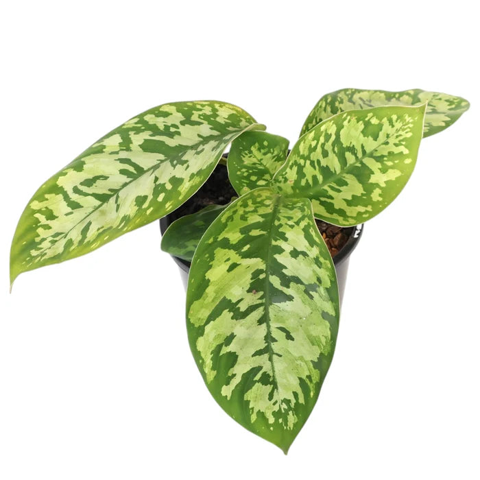 Homalomena Wallisii Camouflage 120mm