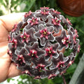 Hoya Hawaiian Purple 120mm