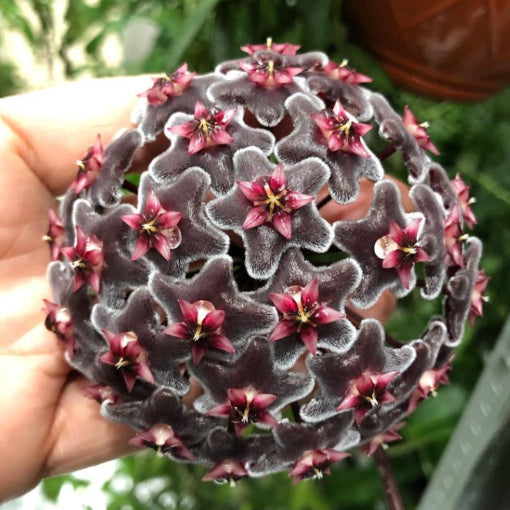 Hoya Hawaiian Purple 120mm