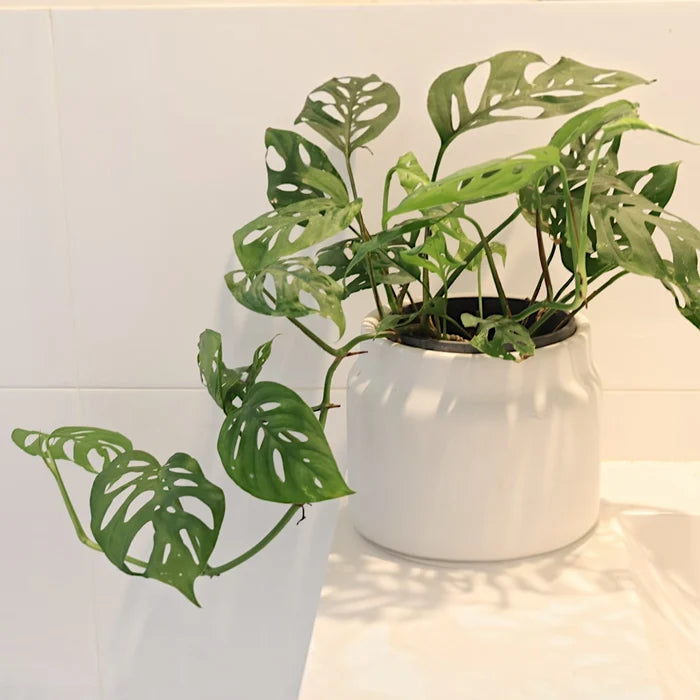 Monstera Adansonii - Swiss Cheese Plant 120mm