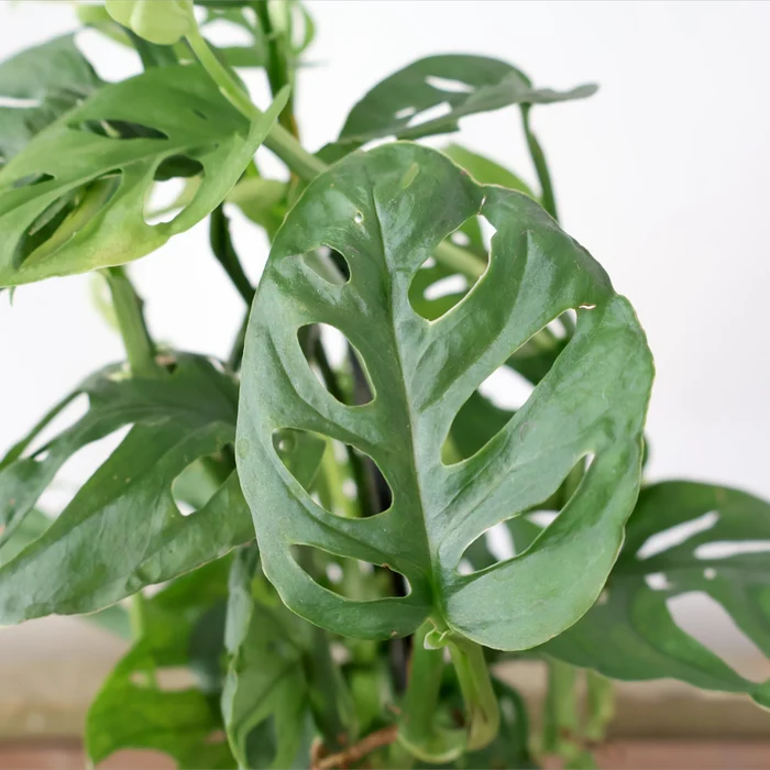 Monstera Adansonii - Swiss Cheese Plant 120mm