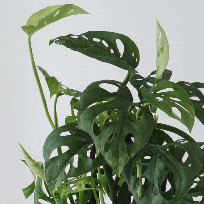 Monstera Adansonii - Swiss Cheese Plant 120mm