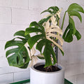 Monstera Albo Variegata 180mm