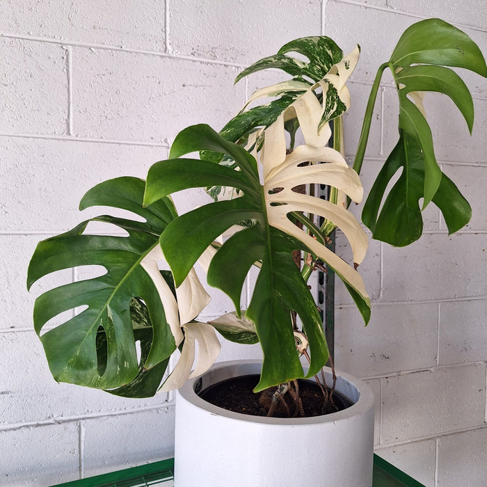 Monstera Albo Variegata 180mm