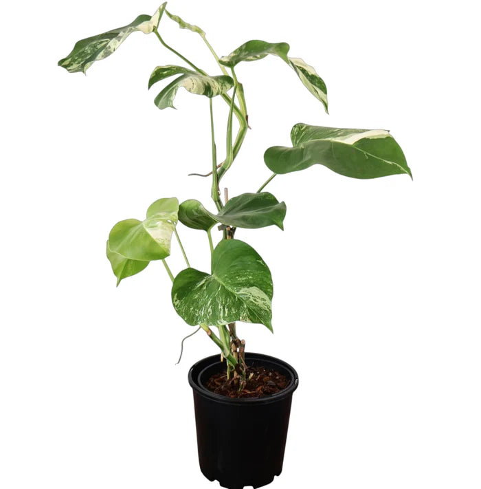 Monstera Albo Variegata 180mm