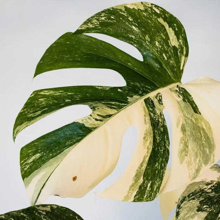 Monstera Albo Variegata 125mm