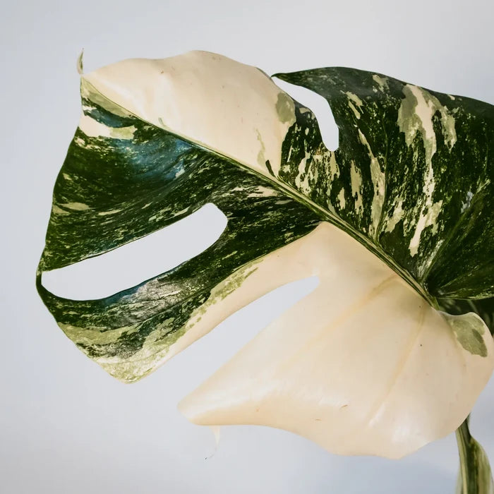 Monstera Albo Variegata 125mm