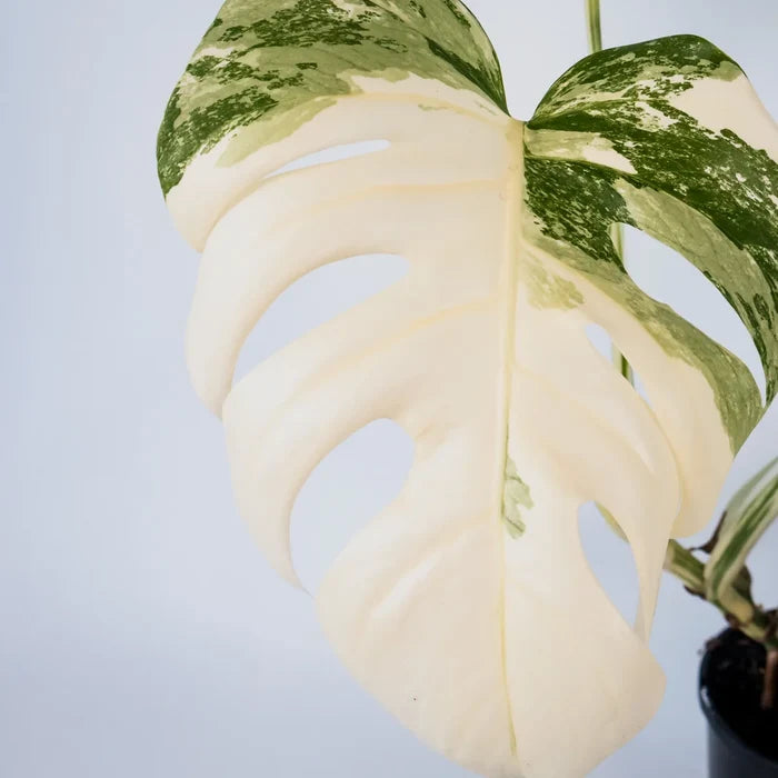Monstera Albo Variegata 125mm