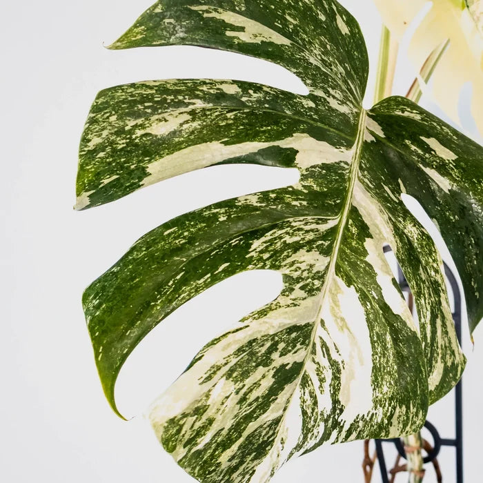 Monstera Albo Variegata 125mm