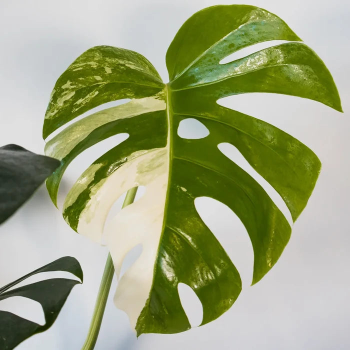 Monstera Albo Variegata 125mm