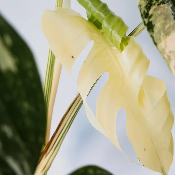 Monstera Albo Variegata 125mm