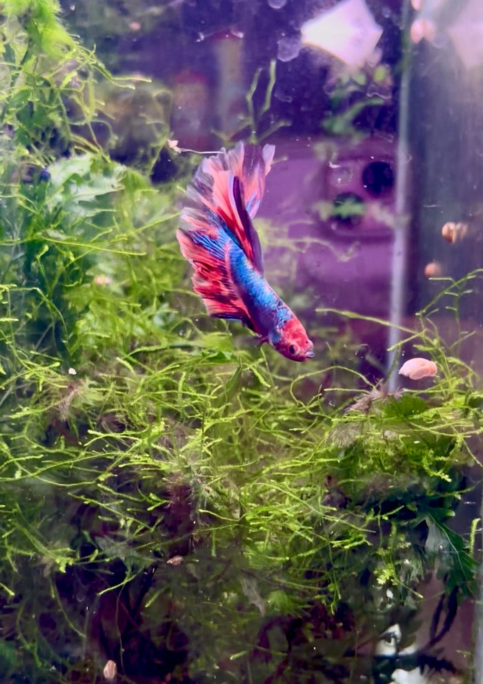 Multicoloured Betta