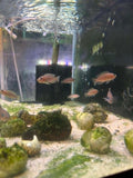 Multis Shell Dweller Cichlid