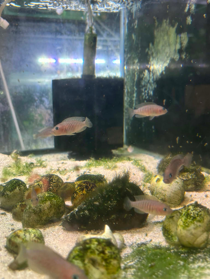 Multis Shell Dweller Cichlid