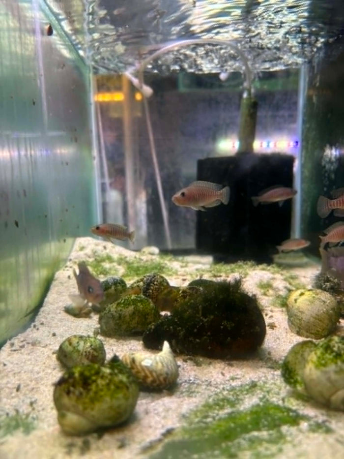Multis Shell Dweller Cichlid