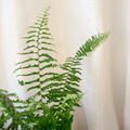 Nephrolepis Exaltata Fluffy Ruffles Fern 100mm