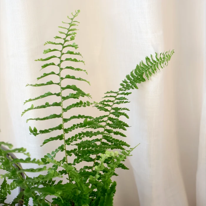 Nephrolepis Exaltata Fluffy Ruffles Fern 100mm