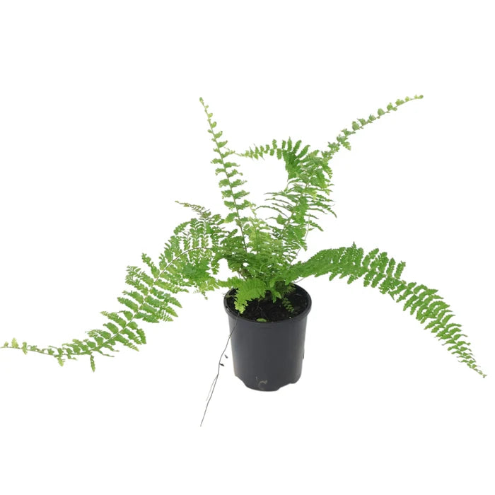 Nephrolepis Exaltata Fluffy Ruffles Fern 100mm