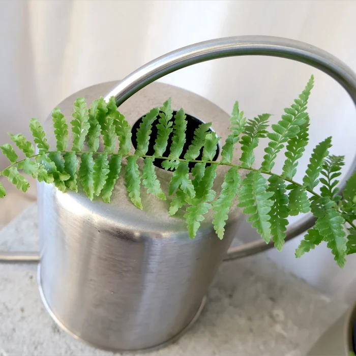 Nephrolepis Exaltata Fluffy Ruffles Fern 100mm