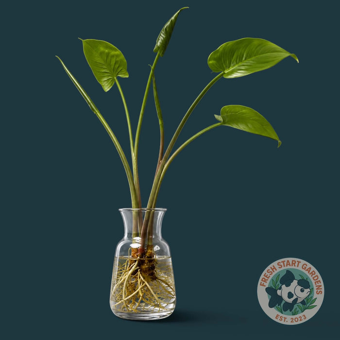 Peace Lily (SOLD OUT)
