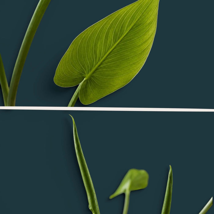 Peace Lily (SOLD OUT)