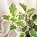 Peperomia Obtusifolia Albo Marginata 100mm