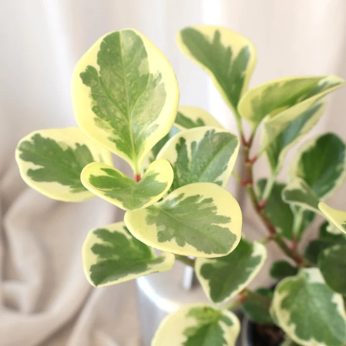 Peperomia Obtusifolia Albo Marginata 100mm
