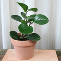 Peperomia Obtusifolia Jade 70mm