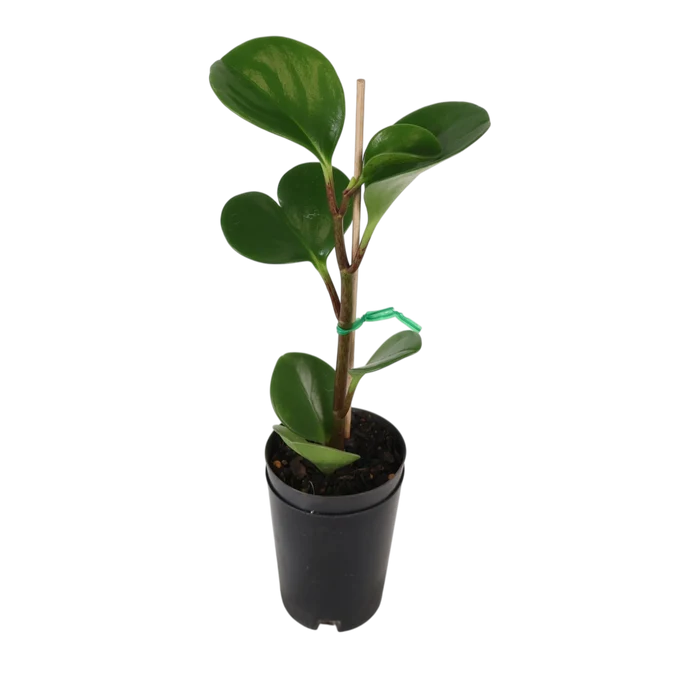 Peperomia Obtusifolia Jade 70mm