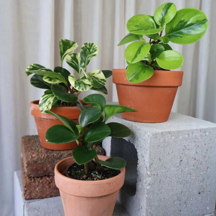 Peperomia Obtusifolia Jade 70mm