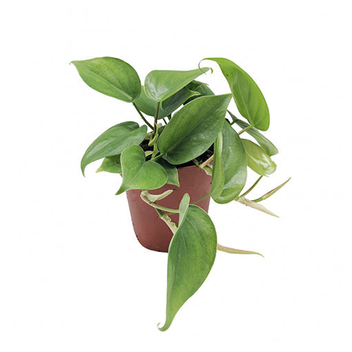 Philodendron Cordatum - Heart Leaf Philodendron 120mm