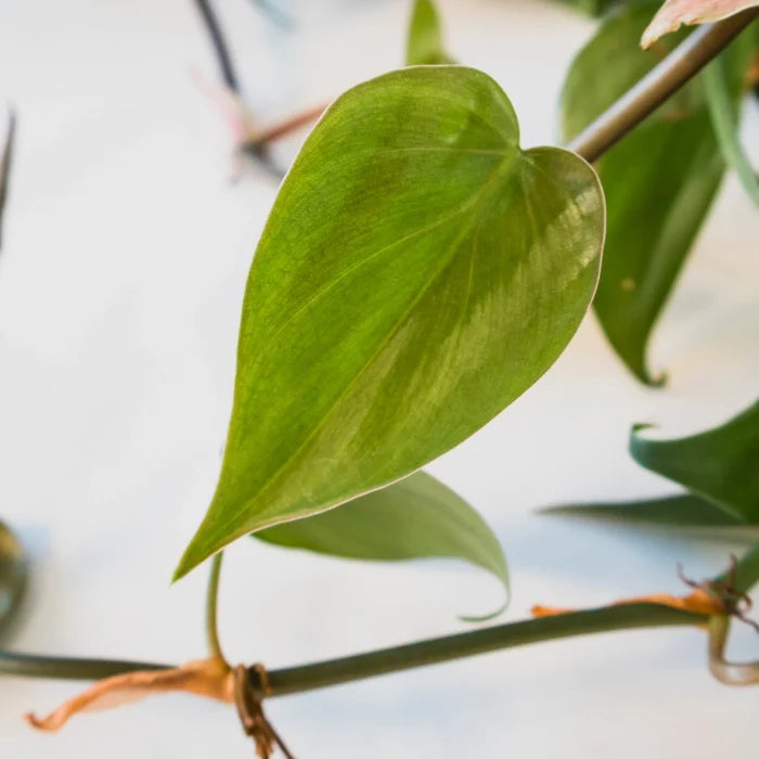 Philodendron Cordatum - Heart Leaf Philodendron 120mm