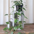 Philodendron Cordatum 170mm HB