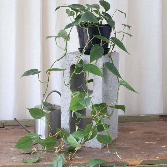 Philodendron Cordatum 170mm HB