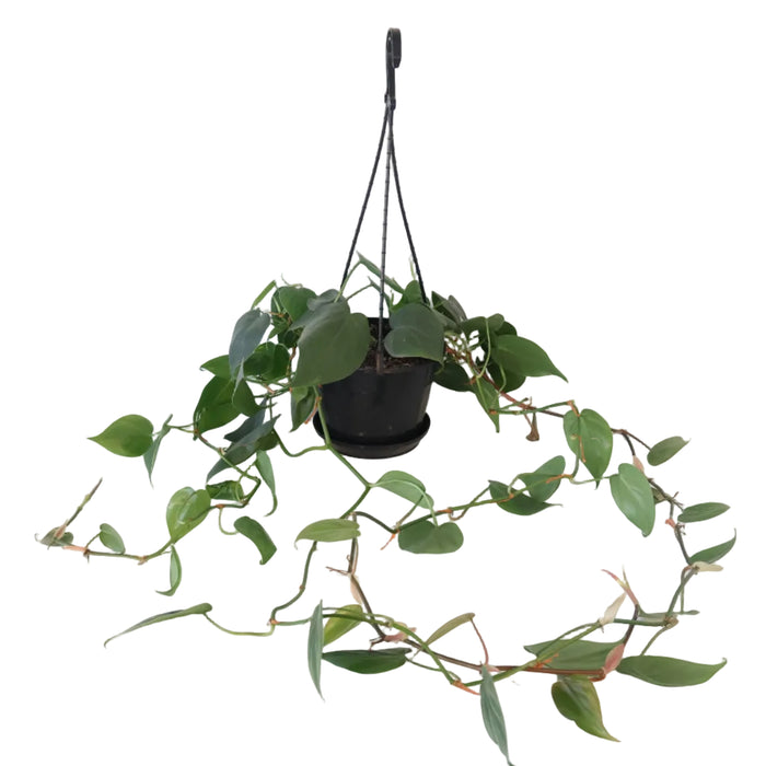 Philodendron Cordatum 170mm HB