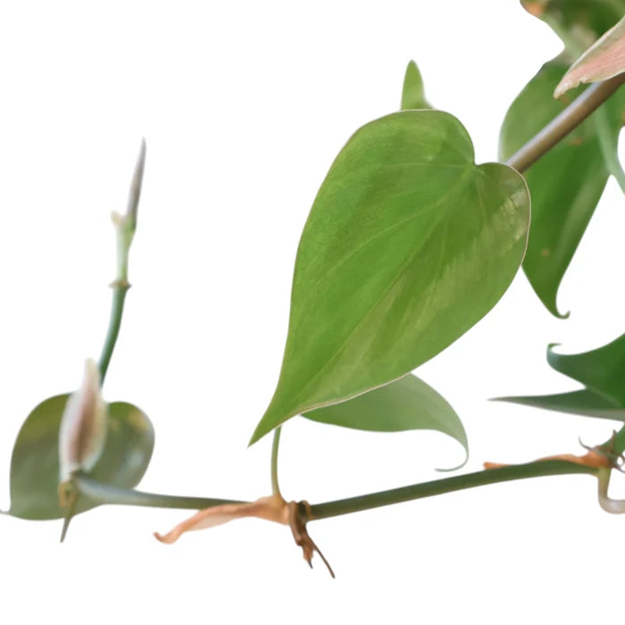Philodendron Cordatum 170mm HB