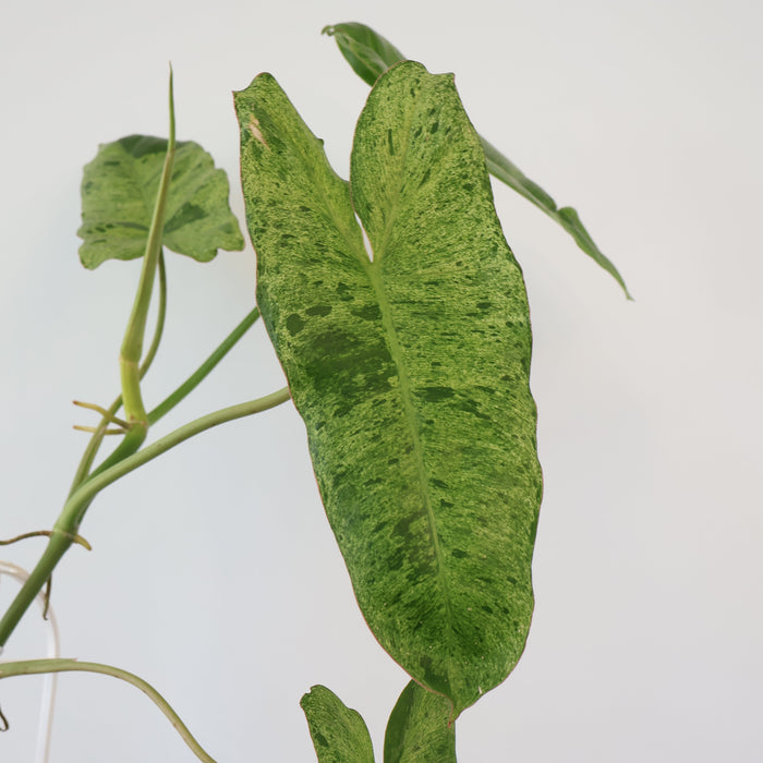 Philodendron Paraiso Verde 125mm