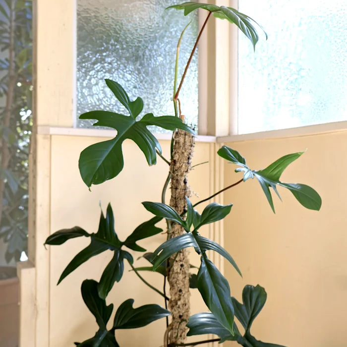 Philodendron Pedatum 'Rudolph' 125mm