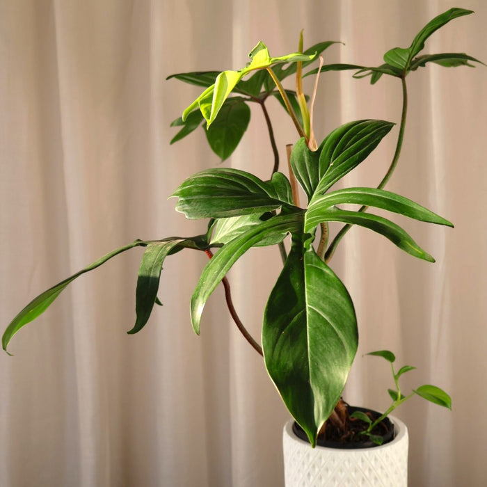 Philodendron Pedatum 'Rudolph' 125mm