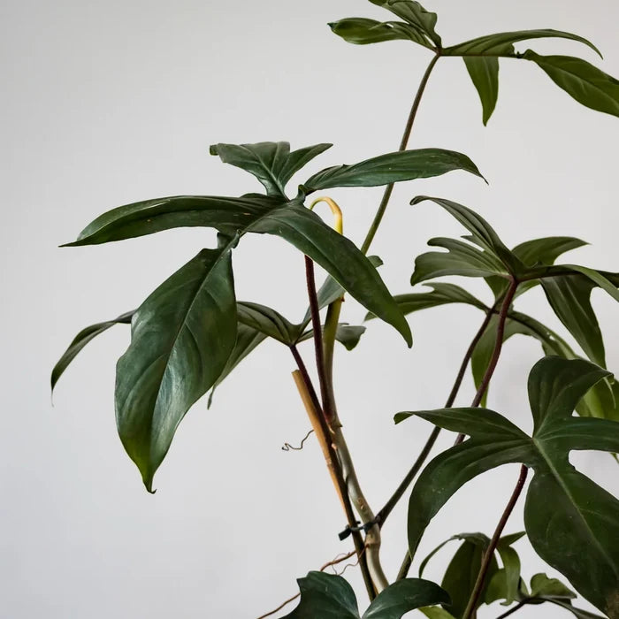 Philodendron Rudolph 125mm