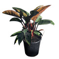 Philodendron Rojo Congo 250mm