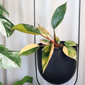 Philodendron Rojo Congo Variegata 125mm