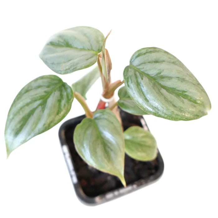Philodendron Sodiroi 70mm