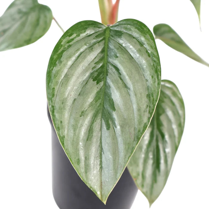 Philodendron Sodiroi 70mm