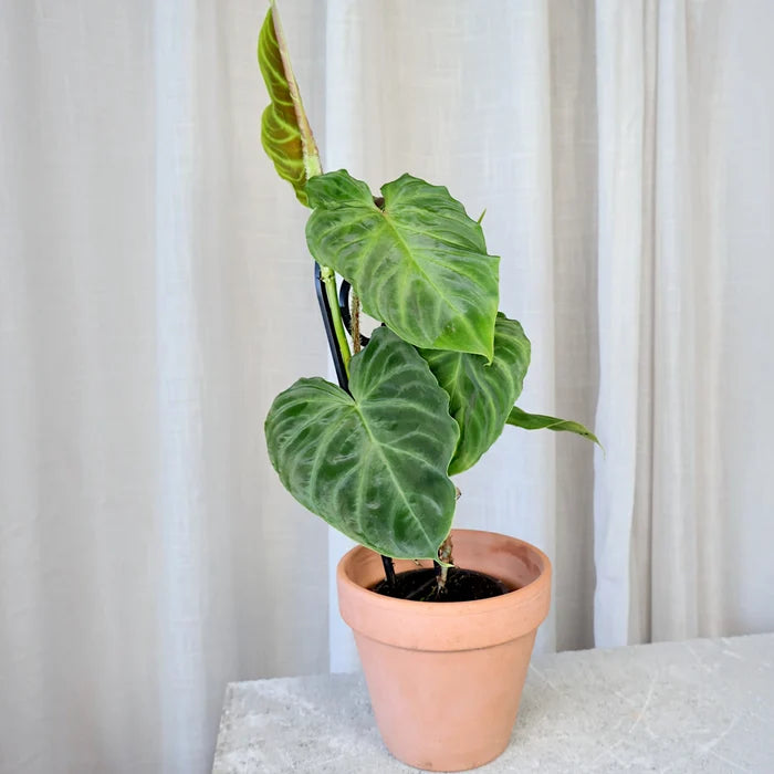 Philodendron Verrucosum 90mm